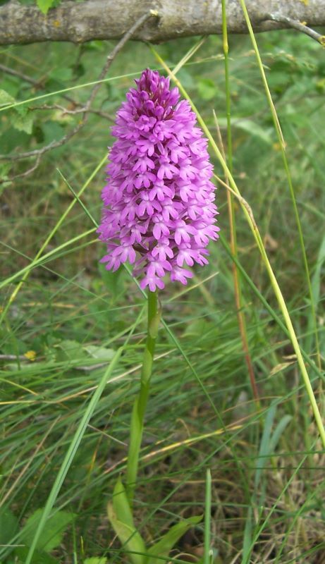 صورة Anacamptis pyramidalis (L.) Rich.