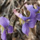 Image of Cutleaf Japanese Violet