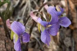 Слика од Viola pinnata L.