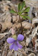 Слика од Viola pinnata L.