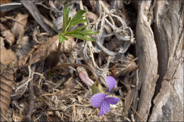 Слика од Viola pinnata L.