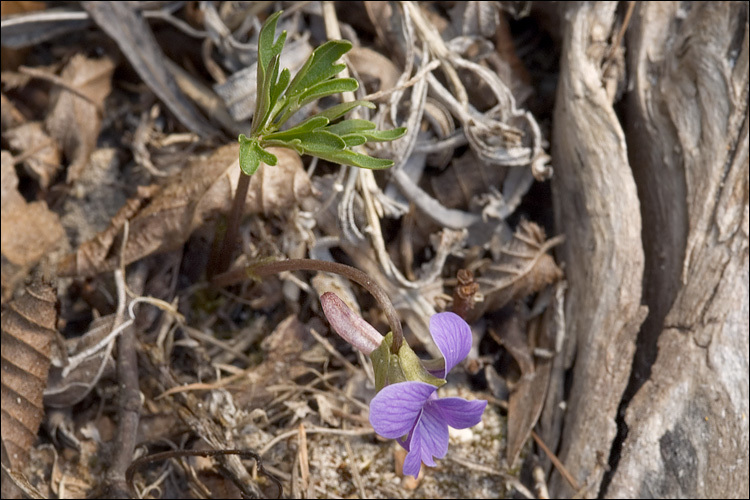 Слика од Viola pinnata L.