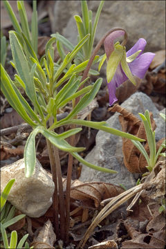 Image of Viola pinnata L.