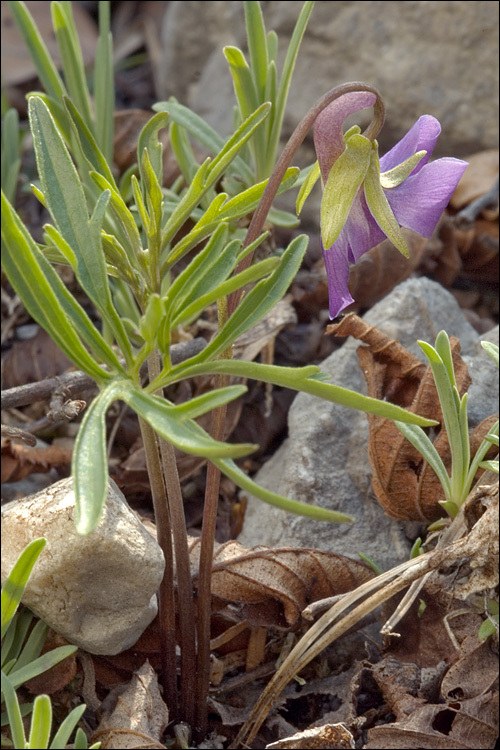 Слика од Viola pinnata L.