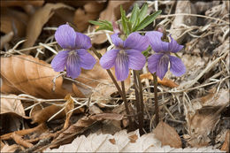 Слика од Viola pinnata L.