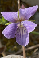 Слика од Viola pinnata L.