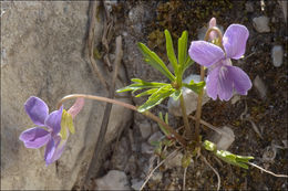 Слика од Viola pinnata L.