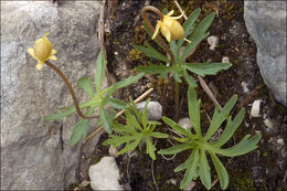 Слика од Viola pinnata L.