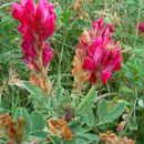 Image of sweetvetch