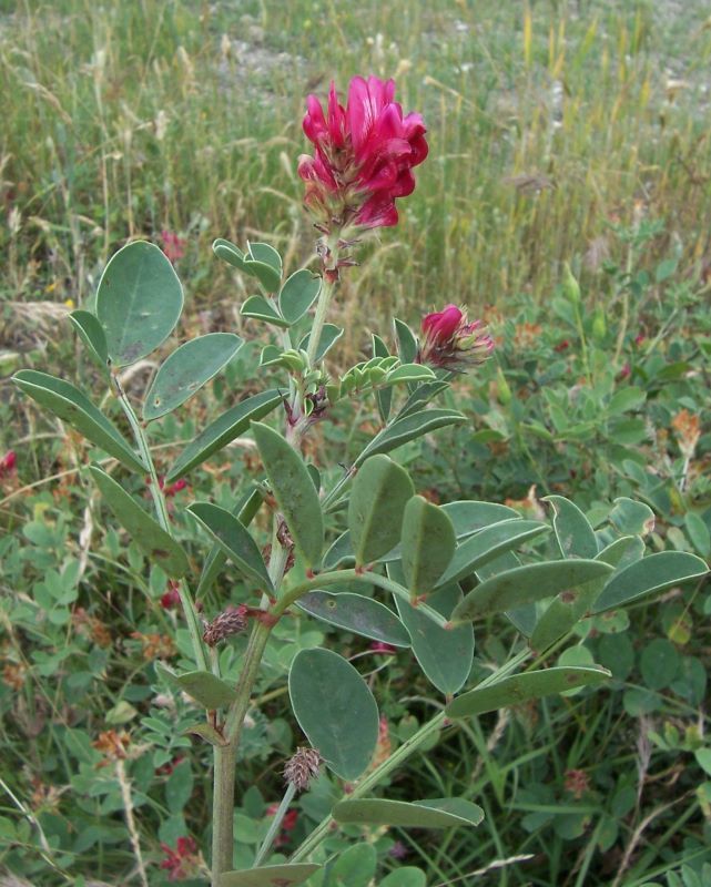 Plancia ëd Hedysarum coronarium L.