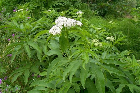 Image of danewort, dwarf elder