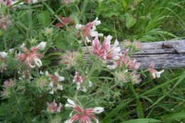 Image of hairy canary-clover