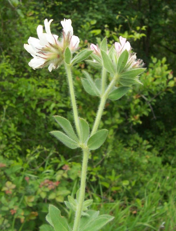 Image of hairy canary-clover