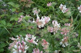 Image of hairy canary-clover