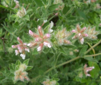 Image of hairy canary-clover