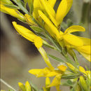 Image of Dyer's Greenweed