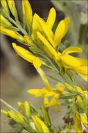 Image of Dyer's Greenweed