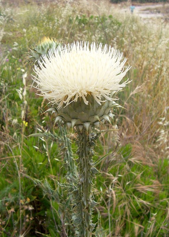 Image of Illyrian cottonthistle