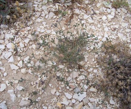 Image of Bupleurum semicompositum L.