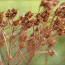 Image of <i>Spiraea <i>decumbens</i></i> ssp. decumbens