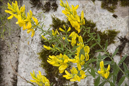 Imagem de Genista tinctoria L.