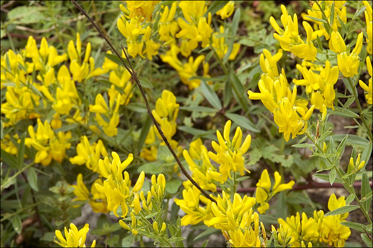 Imagem de Genista tinctoria L.