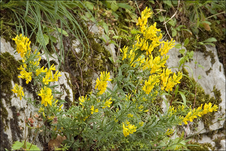 Imagem de Genista tinctoria L.