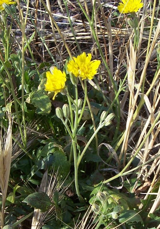 Image of Italian hawksbeard