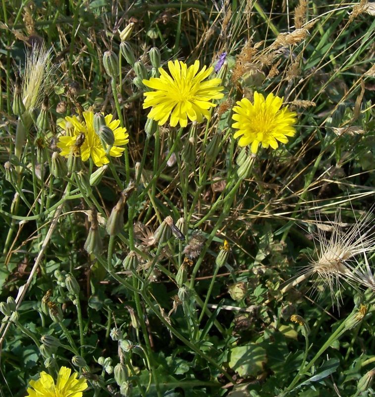 Image of Italian hawksbeard