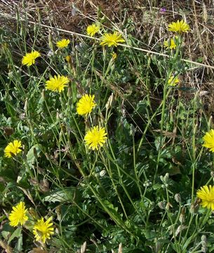 Image of Italian hawksbeard