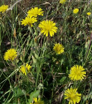 Image of Italian hawksbeard