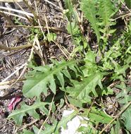 Image of Italian hawksbeard