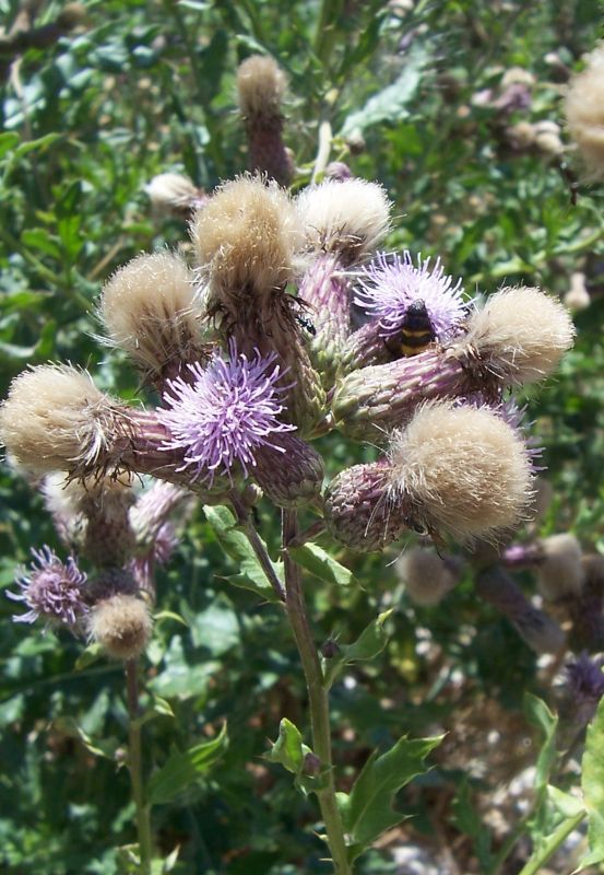 Image of Creeping Thistle