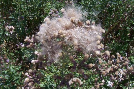 Imagem de Cirsium arvense (L.) Scop.