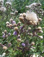 Image of Creeping Thistle