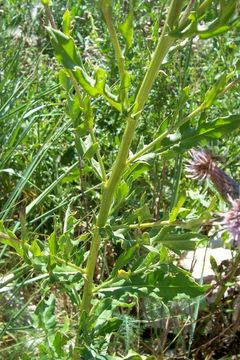 Image of Creeping Thistle