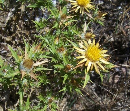 Image of Carlina corymbosa L.