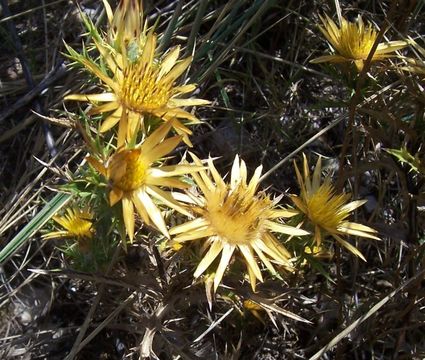 Carlina corymbosa L. resmi