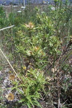 Carlina corymbosa L. resmi