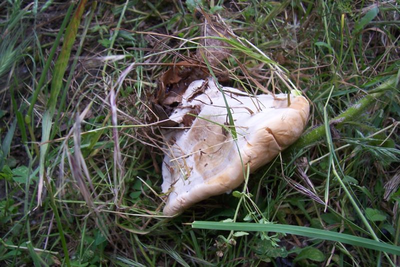 Image of lingzhi mushroom