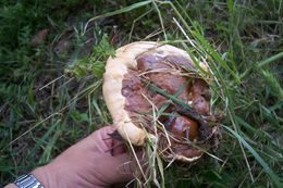 Image of lingzhi mushroom