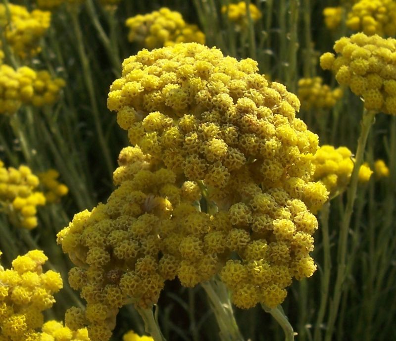 Image of Helichrysum italicum (Roth) G. Don fil.