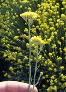 Image of Helichrysum italicum (Roth) G. Don fil.