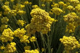 Слика од Helichrysum italicum (Roth) G. Don fil.