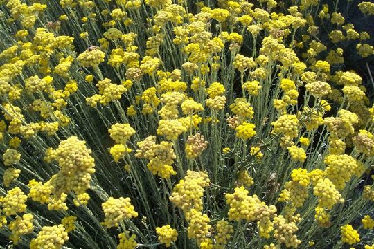 Слика од Helichrysum italicum (Roth) G. Don fil.