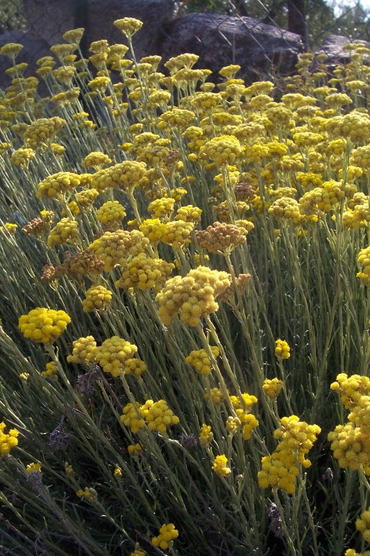 Image of Helichrysum italicum (Roth) G. Don fil.