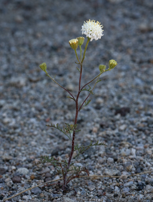 Image of Esteve's pincushion