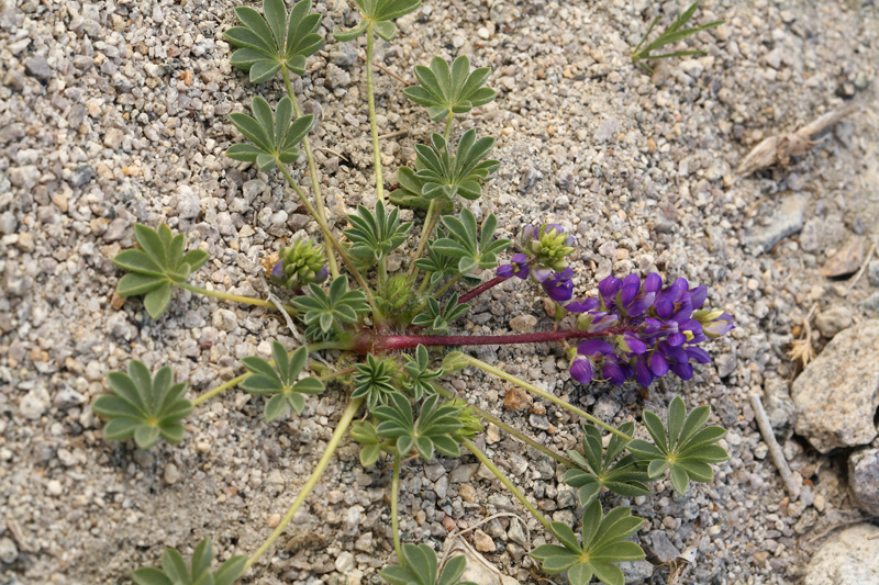 Imagem de Lupinus flavoculatus A. Heller