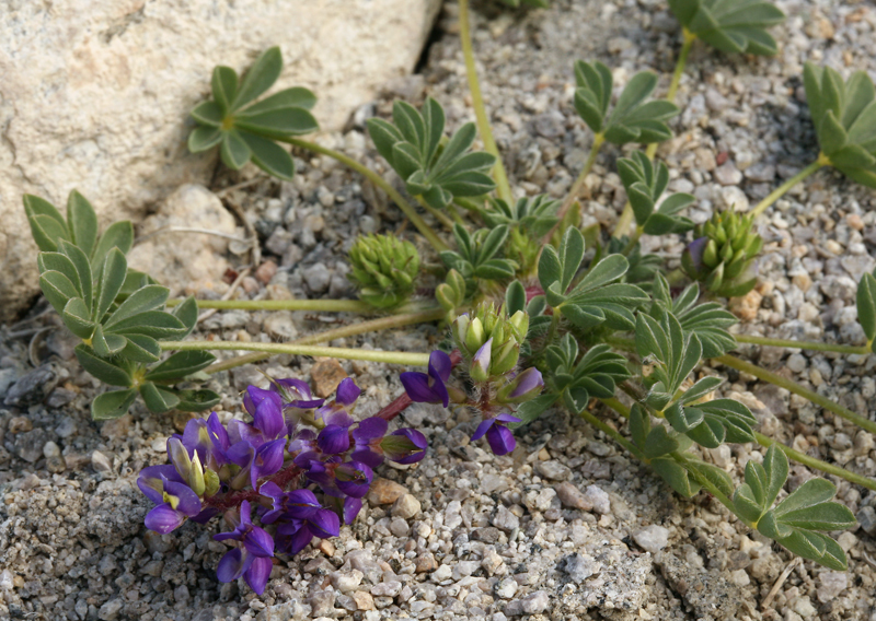 Imagem de Lupinus flavoculatus A. Heller