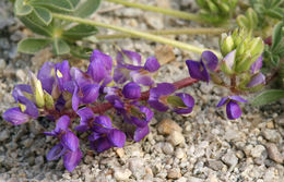 Imagem de Lupinus flavoculatus A. Heller